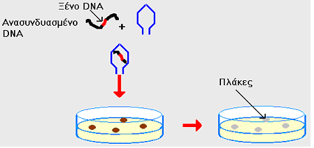 κεηαθνξά μέλνπ DNA ζηα βαθηήξηα, δηόηη ηα κνιύλνπλ κε κεγαιύηεξε πηζαλόηεηα από ηα πιαζκίδηα). Με ηε ρξήζε ησλ βαθηεξηνθάγσλ δελ πξνθύπηνπλ απνηθίεο βαθηεξίσλ, αιιά θιώλνη βαθηεξηνθάγσλ. Δικόνα 11.