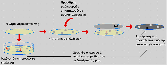 Δικόνα 13. Καηαζθεπή γνληδησκαηηθήο βηβιηνζήθεο κε ηελ βνήζεηα θάγσλ σο θνξέσλ θαη εληνπηζκόο ζπγθεθξηκέλνπ γνληδίνπ αλάκεζα ζε θιώλνπο βαθηεξηνθάγσλ κε ηελ ρξήζε επηζεκαζκέλνπ κνξίνπ αληρλεπηή.