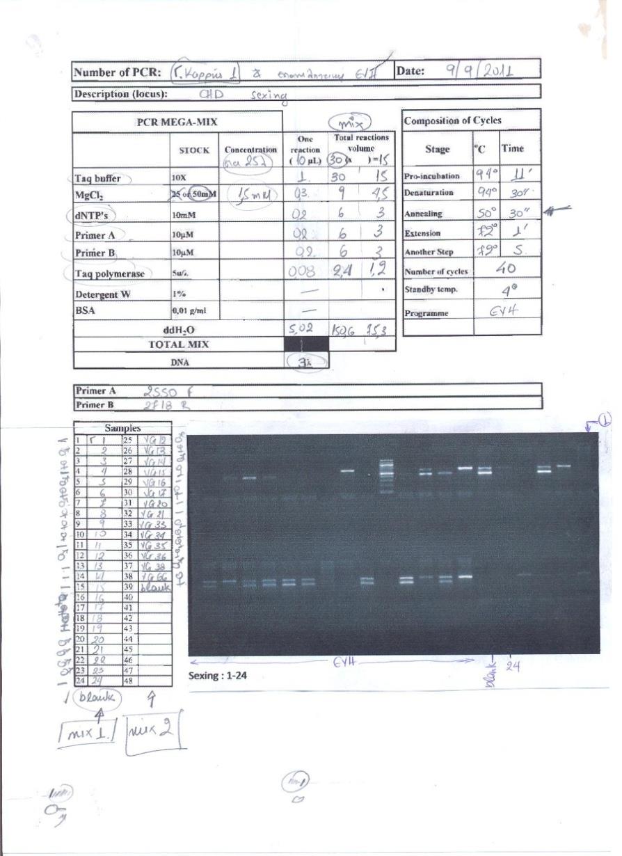 ανάλυση PCR Γενικά αποτελέσματα 135 (από τα 161) δείγματα αίματος πτερωμένων νεοσσών Αρτέμη αναγνωρίστηκαν Το