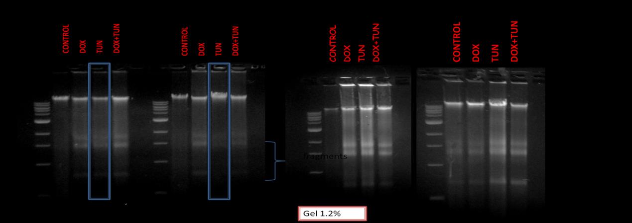 Αποπτωτική κατάτμηση DNA σε κύτταρα Α549, ινοβλάστες αγρίου τύπου, p53- ΚΟ και CHOP-ΚΟ.