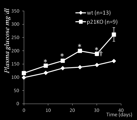 ΣΩΜΑΤΙΚΟ ΒΑΡΟΣ ΜΥΩΝ 16 14 12 10 8 6 4 2 0 0 10 20 30 40 wt (n=13) p21ko (n=9) DAYS Σχήμα 32.