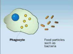 ΛΥΣΟΣΩΜΑΤΑ ΚΑΙ ΚΥΤΤΑΡΟΠΟΣΙΑ ΚΥΤΤΑΡΟΦΑΓΙΑ Ενδοκυτάρωση: Φαγοκυττάρωση: Πρωτογενή