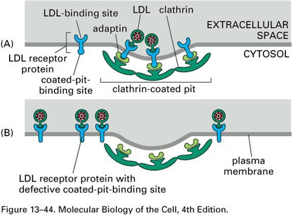 ΚΥΤΤΑΡΟΠΟΣΙΑ Με μεσολάβηση υποδοχέων Πρόσληψη χοληστερόλης (σύνθεση μεμβρανών) από τα ζωικά κύτταρα Έλλειψη