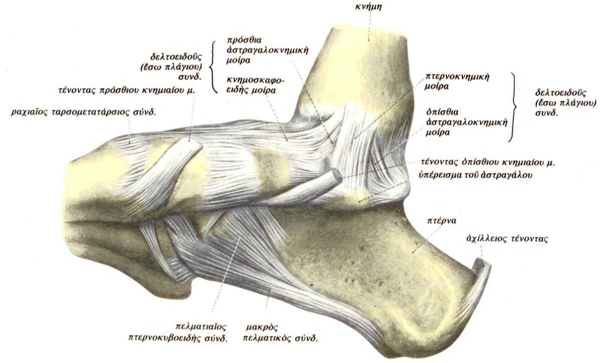 της κάτω κνημοπερονιαίας διάρθρωσης. Η πιο κάτω εικόνες δείχνουν τους σημαντικότερους συνδέσμους του άκρου πόδα (Brotzman and Wilk 2007, σελ.393-395; Oatis 2009, σελ. 904-922; Φουσέκης 2015, σελ.