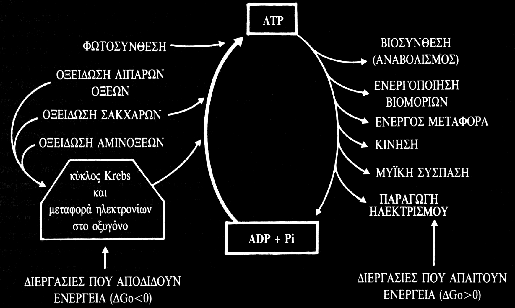 ATP: Το Ενεργειακό Νόμισμα