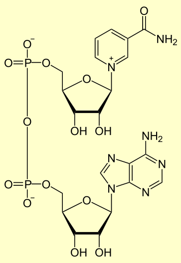 NADH 2 και NADPH 2 2/3 NAD + (Nicotinamide adenine dinucleotide) NADP