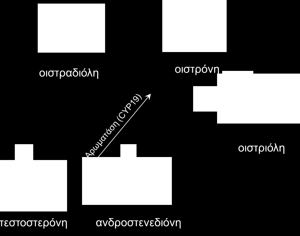 ΟΙΣΤΡΟΓΟΝΑ ΣΥΝΘΕΣΗ - ωοθήκες, στις γυναίκες (προεμμηνόπαυσης) Οιστραδιόλη από τεστοστερόνη.