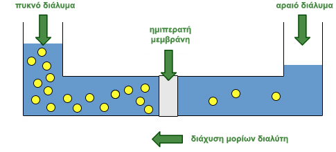 Παθητική μεταφορά Διάχυση Όταν μια ουσία βρίσκεται σε περιβάλλον όπου έχει μεγάλη συγκέντρωση, τότε