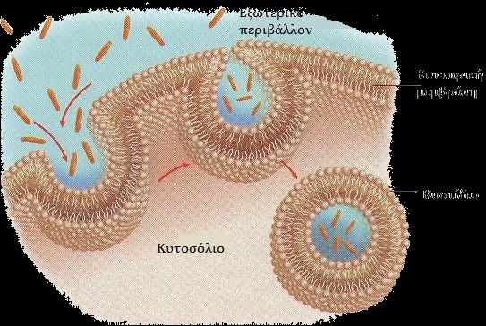 Έτσι, λόγω πίεσης ο χώρος που δημιουργείται γεμίζει με το εξωκυττάριο υγρό το οποίο περιέχει και τη προς μεταφορά ουσία.