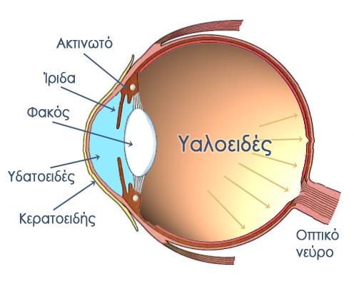 Πώς αντιλαμβάνεται τα χρώματα το ανθρώπινο μάτι; Ο φακός και ο κερατοειδής εστιάζουν τη δέσμη έτσι ώστε το είδωλο να δημιουργηθεί πάνω στον αμφιβληστροειδή, σε μια δηλαδή λεπτή στιβάδα νευρικού ιστού
