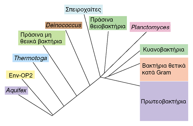 ΦΥΛΟΓΕΝΕΤΙΚΟ ΔΕΝΤΡΟ ΒΑΚΤΗΡΙΩΝ Φωτοσυνθετικά, χρωστικές αυτότροφα Παθογόνα (σύφιλη, κλπ) σπειροειδή Ασυνήθιστο κυτταρικό τοίχωμα Αντοχή σε ακτινοβολία Θερμόφιλα Μίσχοι για πρόσφυση