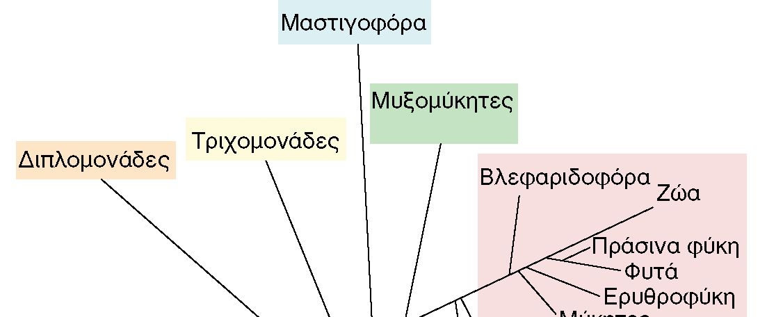 ΦΥΛΟΓΕΝΕΤΙΚΟ ΔΕΝΤΡΟ ΤΩΝ ΕΥΚΑΡΥΩΝ Εικόνα 2.22: Λεπτομέρειες από το φυλογενετικό δέντρο των Ευκαρύων. Δεν αναπαρίστανται όλες οι γνωστές γενεαλογικές γραμμές των Ευκαρύων.