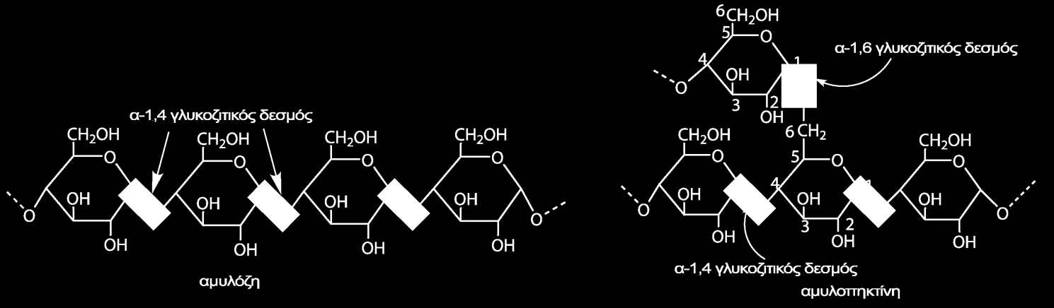 20.4 Πολυσακχαρίτες Οι πολυσακχαρίτες αποτελούνται από μεγάλο αριθμό μονοσακχαριτών που συνδέονται με γλυκοζιτικούς δεσμούς.