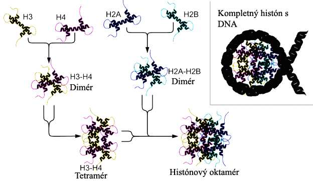 funkciu. Navinutím DNA na histonový oktamér vzniká základná funkčná a regulačná štruktúra chromatínu nukleozóm (obr. 28). Obr. 28. Schéma nukleozómu Známy obraz nukleozómov spojených krátkym úsekom DNA (obr.