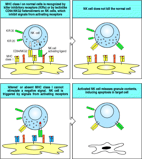 TWO RECEPTOR HYPOTHESIS Ρύθμιση από πολλαπλούς υποδοχείς επιφανείας, που δεσμεύονται με ειδικά διαλυτά ή κυτταρικά μόρια