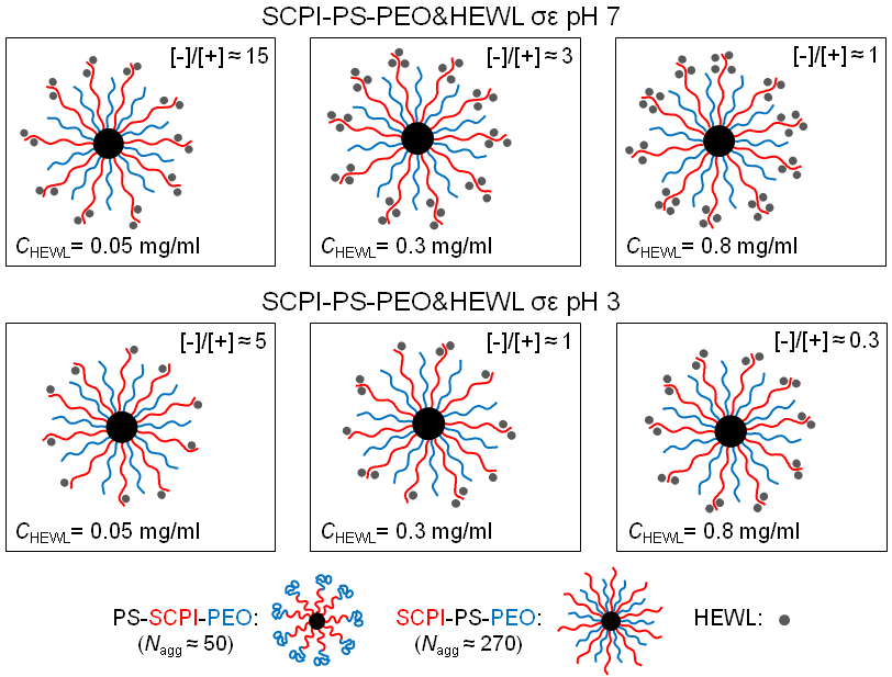Σχήμα 14: Αναπαράσταση της δομής των συμπλόκων συναρτήσει της συγκέντρωσης της πρωτεΐνης (ή ισοδύναμα της αναλογίας φορτίων [ ]/[+]) για τα διαλύματα των συμπλόκων των συστημάτων PS- SCPI-PEO&HEWL
