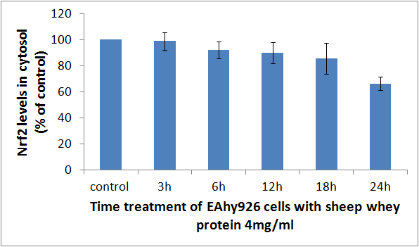 Επίπεδα του Nrf2 στο κυτταρόπλασμα μετά από επώαση ενδοθηλιακών κυττάρων
