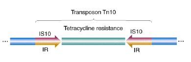 Σύνθετα τρανσποζόνια Τρανσποζόνιο Τn9 Γονίδιο ανθεκτικότητας σε