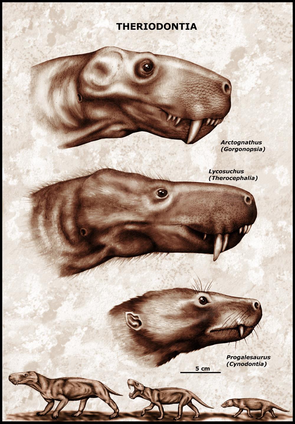 Theriodontia Περιλαμβάνει διάφορες ομάδες σαρκοφάγων θηλαστικόμορφων Συνάψιδων του Περμίου Μ.