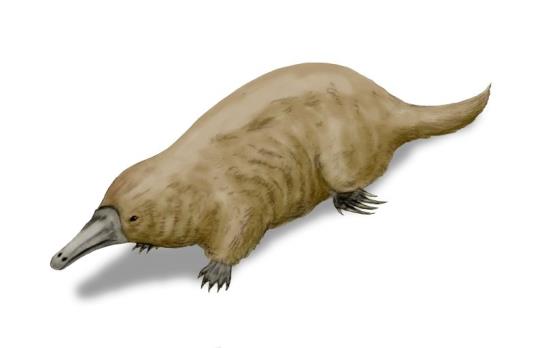 Mammalia THERIΑ Platypus Steropodon Κ. Κρητιδικό Juramaia-Α.