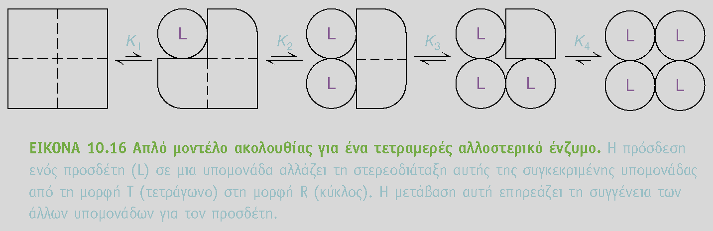 Το εναρμονισμένο μοντέλο έχει T και R καταστάσεις, αλλά υπάρχει και το μοντέλο ακολουθίας που μπορεί να εξήγηση φυσιολογικές βιοχημικές καταστάσεις το μοντέλο ακολουθίας προτείνει διαδοχικές αλλαγές