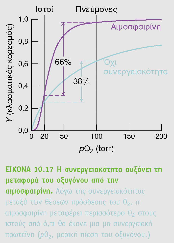 Αιμοσφαιρίνη (ΑΜΦ) ένα παράδειγμα συνεργειακού μοντέλου ρύθμισης (συνδυασμός των δυο μοντέλων) Στους πνεύμονες έχουμε po 2 περίπου ίσο με 100 torr (συγκέντρωση) Στους ιστούς έχουμε po2 περίπου ίσο με