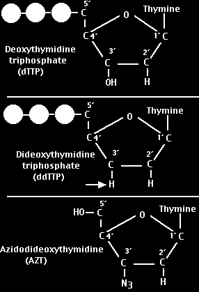 Η πιο δημοφιλής μέθοδος για την αλληλούχιση DNA είναι γνωστή ως διδέοξυ μέθοδος ή μέθοδος τερματισμού της αλυσίδας (Sanger et al.