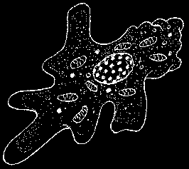 musculus 2,5 Gb D. melanogaster 0,18 Gb C. elegans 0,097 Gb S.