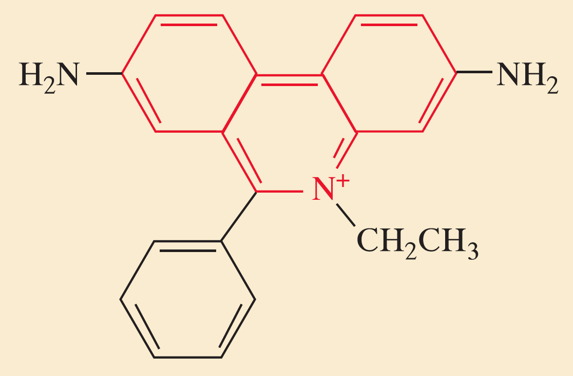 Το βρωμιούχο αιθίδιο Ο δακτύλιος φενανθριδίνης (κόκκινο χρώμα) του βρομιούχου αιθιδίου παρεμβάλλεται μεταξύ των βάσεων του DNA.
