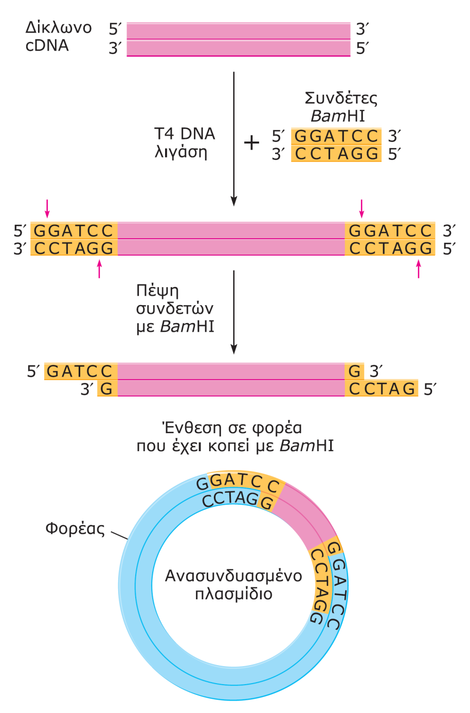 4. Κλωνοποίηση γονιδίου Κλωνοποίηση