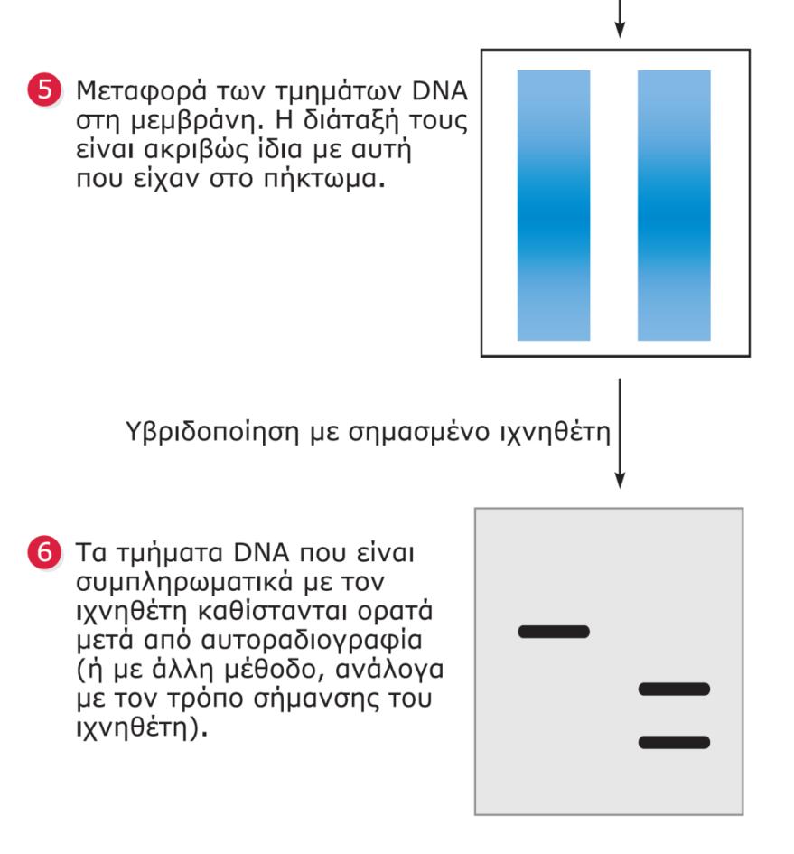 Σε αυτό το θεωρητικό παράδειγμα, ο ιχνηθέτης υβριδοποιείται με τρία τμήματα DNA.