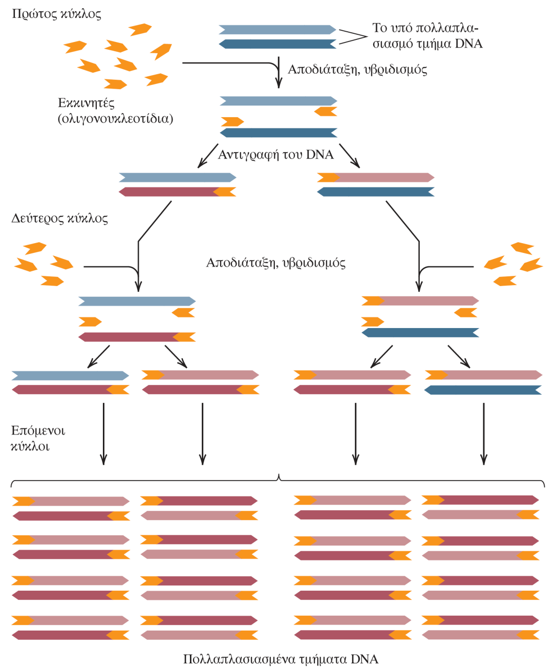 Σχηματική αναπαράσταση της PCR Κατά την PCR, το δίκλωνο DNA που πρόκειται να πολλαπλασιαστεί (μπλε χρώμα) θερμαίνεται ώστε να αποδιαταχθεί.
