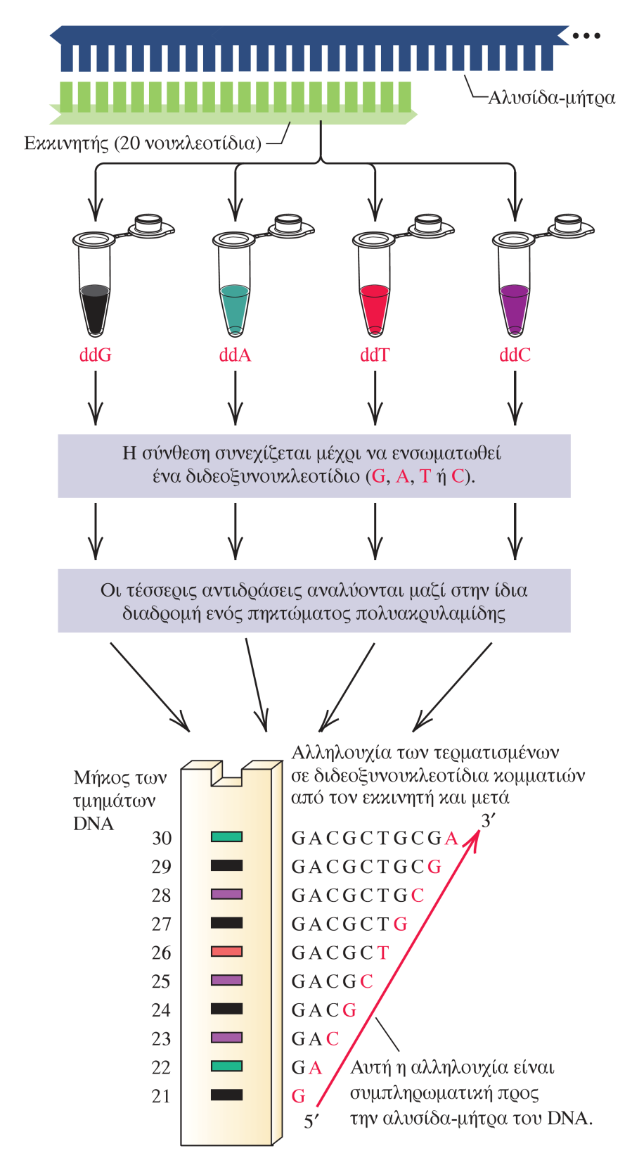 Αλληλούχιση του DNA με τη μέθοδο τερματισμού της αλυσίδας (διδεόξυ) Το μήκος των κομματιών DNA των οποίων η επιμήκυνση τερματίστηκε λόγω της προσθήκης στο άκρο τους ενός διδεοξυριβονουκλεοτιδίου