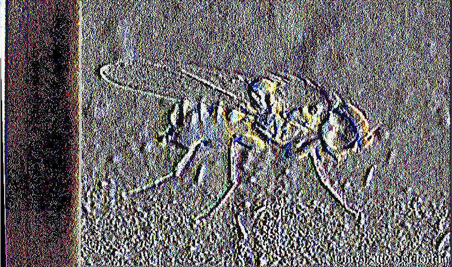 Στα πρώτα ανήκουν οι αψίδες: (Aphis gossypi), τα ακάρεα και κυρίως οι τετράνυχοι ( Tetranychus sp.) και οι λιριόμυζες (Liriomyza sativae). Εικόνα 3.6. Φωτογραφία τέλειου ατόμου Liriomyza sativae.