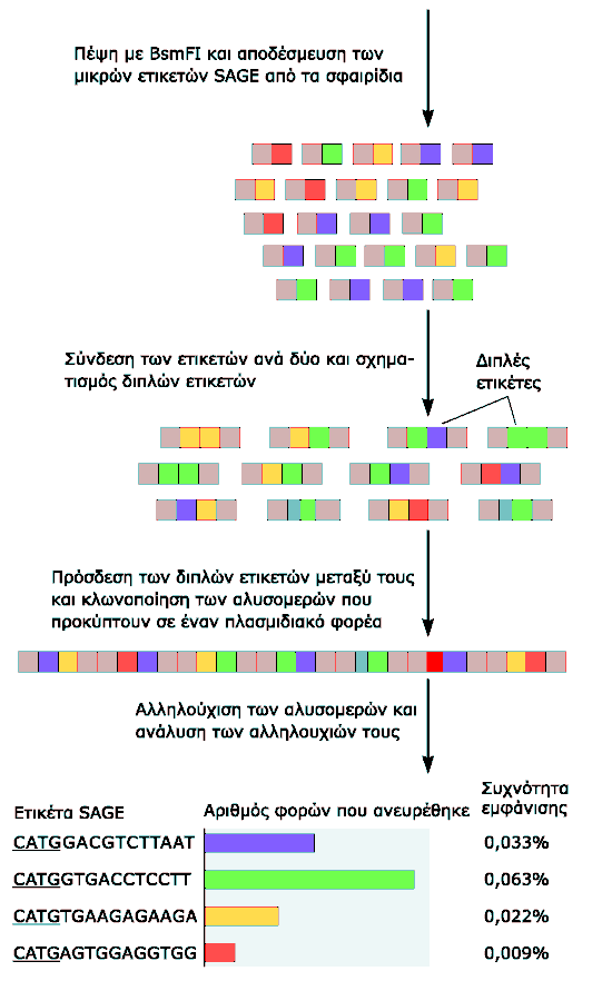 Ανάλυση RNA στη γονιδιωματική 2 (2/2) Εικόνα 1: Τα επίπεδα των mrna είναι δυνατόν να προσδιοριστούν με την