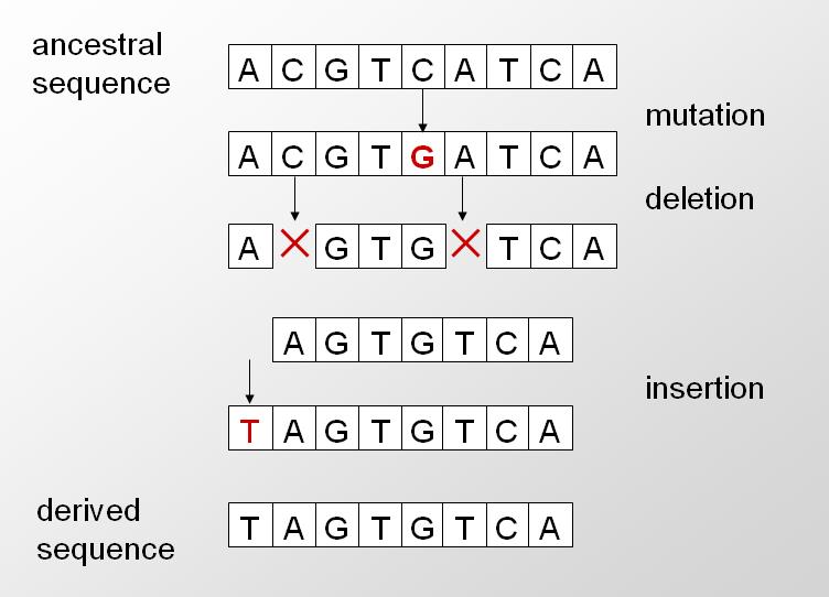 Computational Biology: Genomes,
