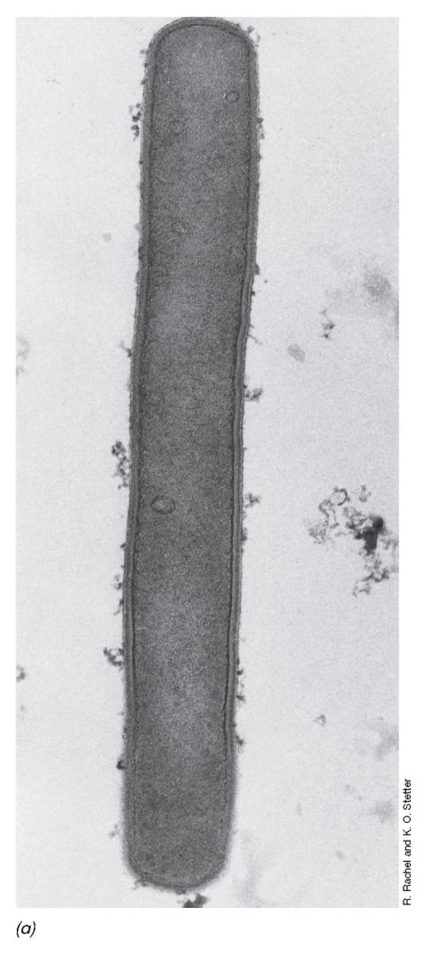 ΥΠΕΡΘΕΡΜΟΦΙΛΑ ΕΥΡΥΑΡΧΑΙΩΤΙΚΑ(2) Εικόνα 13.13: Methanopyrus. Αναπτύσσεται άριστα στους 100 ο C και παράγει CH 4 μόνο από CO 2 και Η 2.