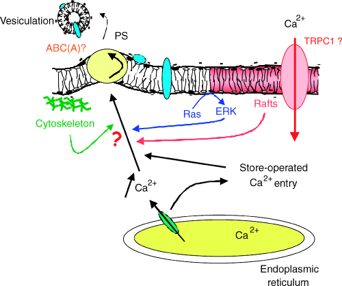 Mechanism of PMPs production Freyssinet JM. J. Thromb. Haemost.