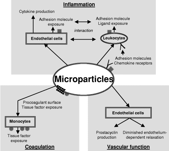 Functions attributed to PMPs VanWijk MJ