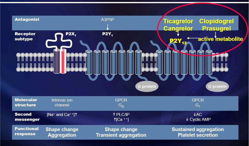 Η σημασία του αιμοπεταλιακού υποδοχέα P2Y12 στην