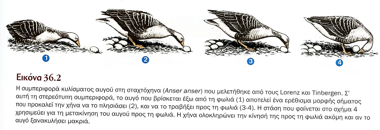 Συμπεριφορά κύλισης του αυγού στην