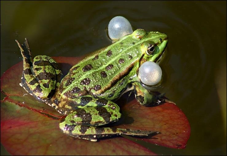 Θέση φωνητικών σάκων Hyla harborea 8 Bufo