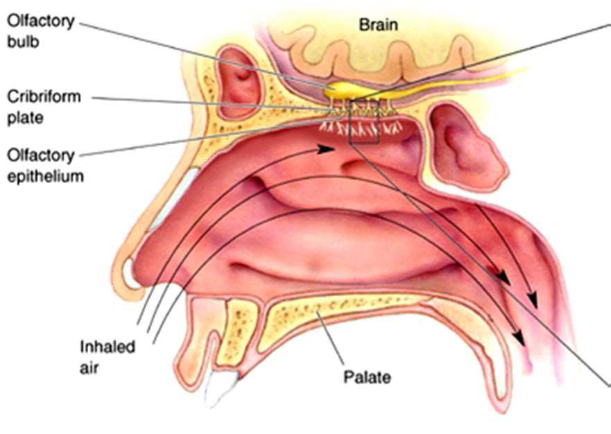 Τα όργανα της όσφρησης.