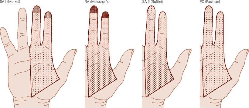 ΚΑΤΑΝΟΜΗ ΜΗΧΑΝΟΫΠΟΔΟΧΕΩΝ ΔΕΡΜΑΤΟΣ ΣΤΗΝ ΠΑΛΑΜΗ RA rapidly adapting SA slowly adapting Τα σωμάτια Meissner και οι δίσκοι Merkel είναι οι περισσότεροι υποδοχείς που κατανέμονται κυρίως στα δάκτυλα.