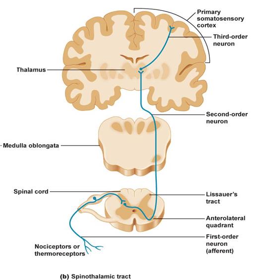 Οδοί της αίσθησης του πόνου (Νωτιοθαλαμική οδός) Ο νευρώνας 1 ης τάξης είναι ο νευρώνας του υποδοχέα.