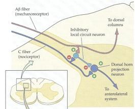 Μηχανισμός ελεγχόμενης πύλης (gate control theory) Η μετάδοση στις αλγοαισθητήρες οδούς μπορεί να