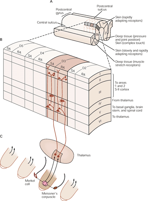 Ο σωματοαισθητικός φλοιός είναι οργανωμένος σε στήλες Κάθε περιοχή δέχεται νευρώνες που προέρχονται από ένα τύπο υποδοχέα A.