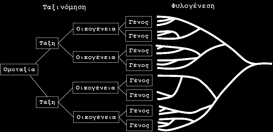 Φυλογένεση &