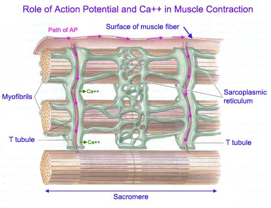 Μετάδοση Δυναμικού ενεργείας στη μυϊκή ίνα Once an action potential has been generated, it spreads as a wave over the sarcolemma.