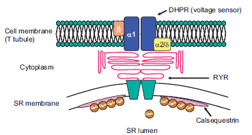 Υποδοχείς διϋδροπυριδίνης This subunit consists of four transmembrane domains each of six segments.